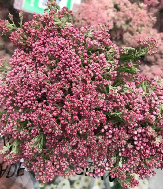 小米花~Rice Flower