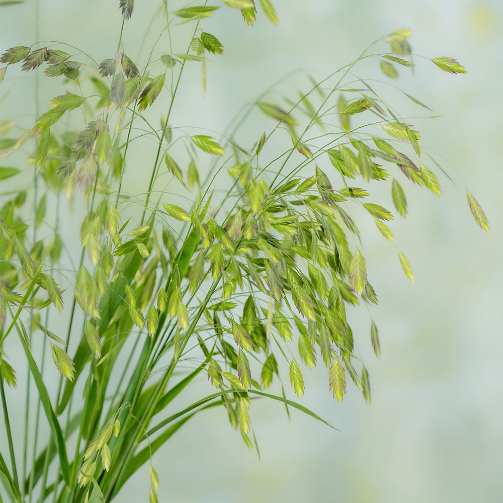 小盼草~Chasmanthium Grass