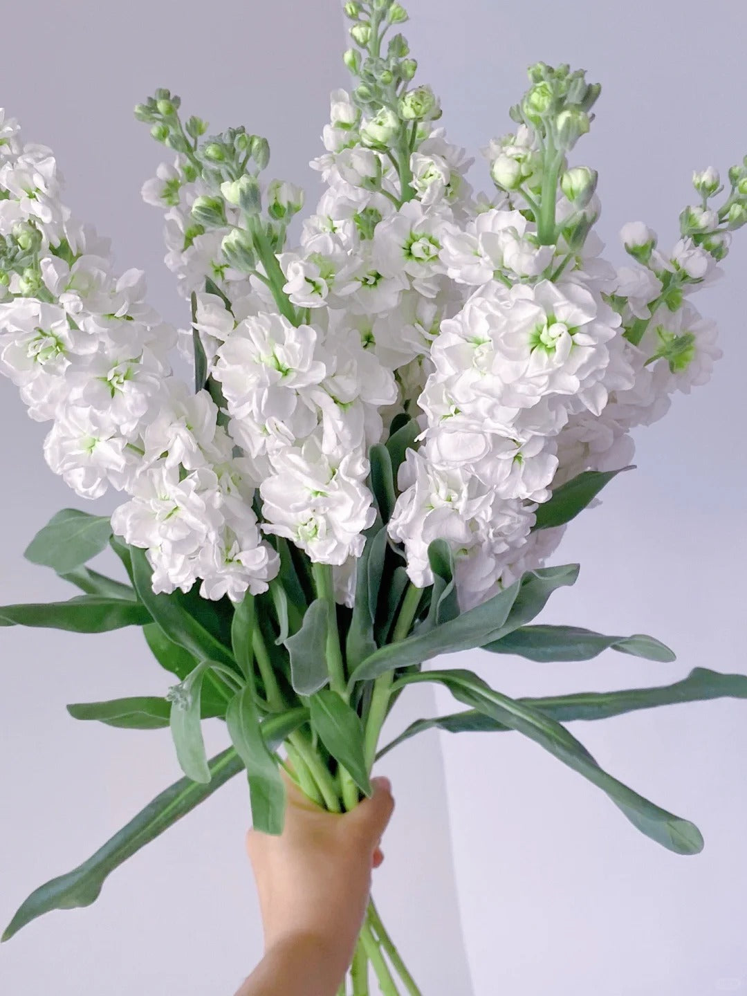 紫罗兰~Matthiola