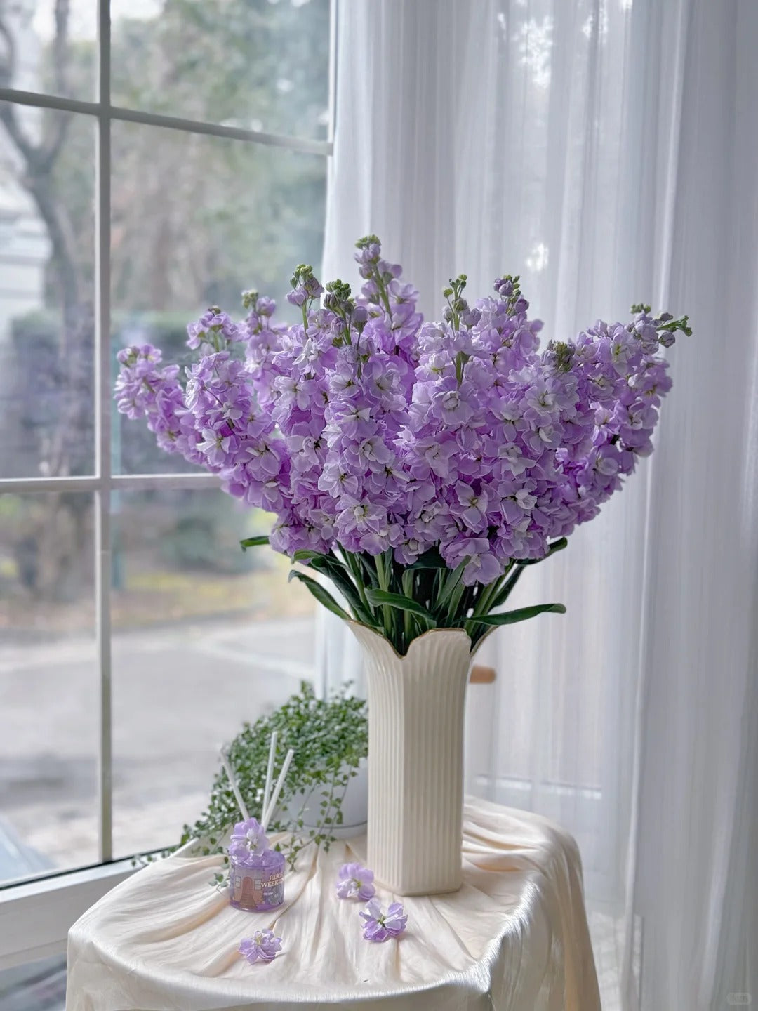 紫罗兰~Matthiola