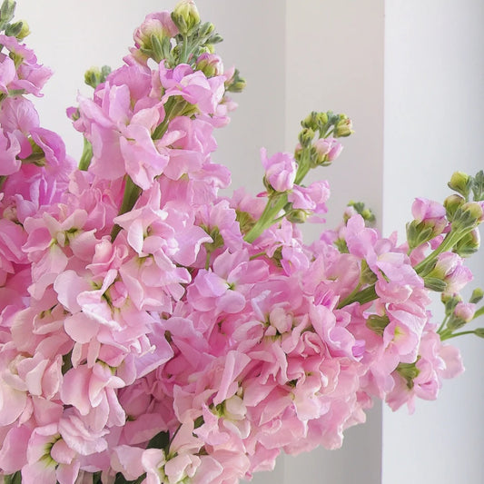 紫罗兰~Matthiola