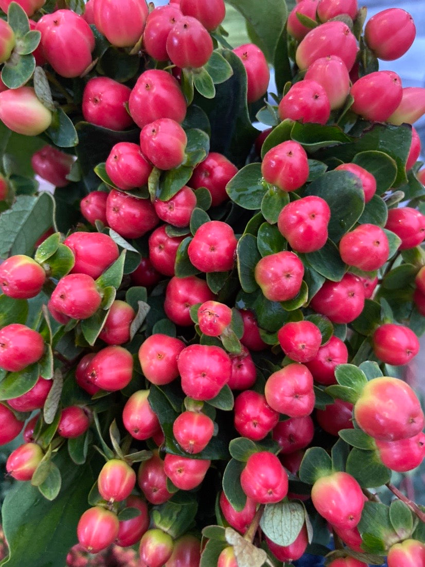 红豆~Berry Hypericum