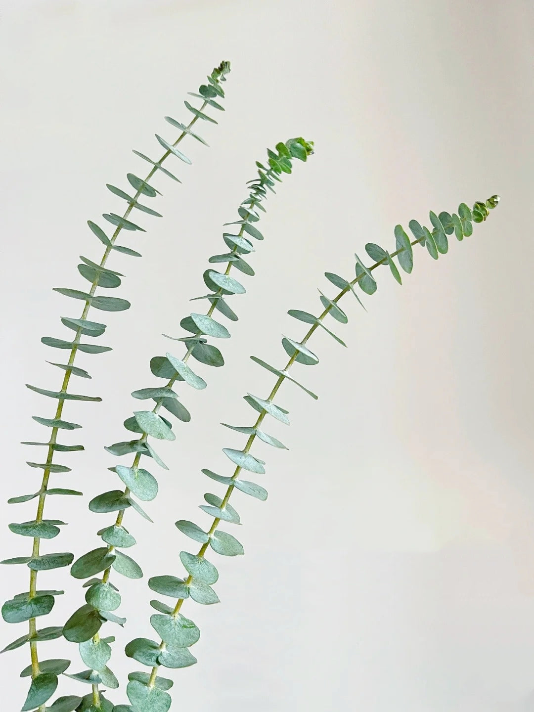 尤加利叶~Eucalyptus