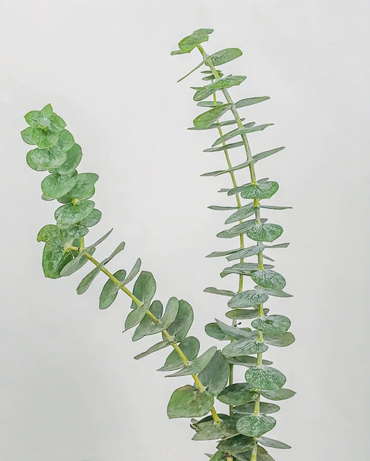 大叶尤加利~(Big leaf) Eucalyptus