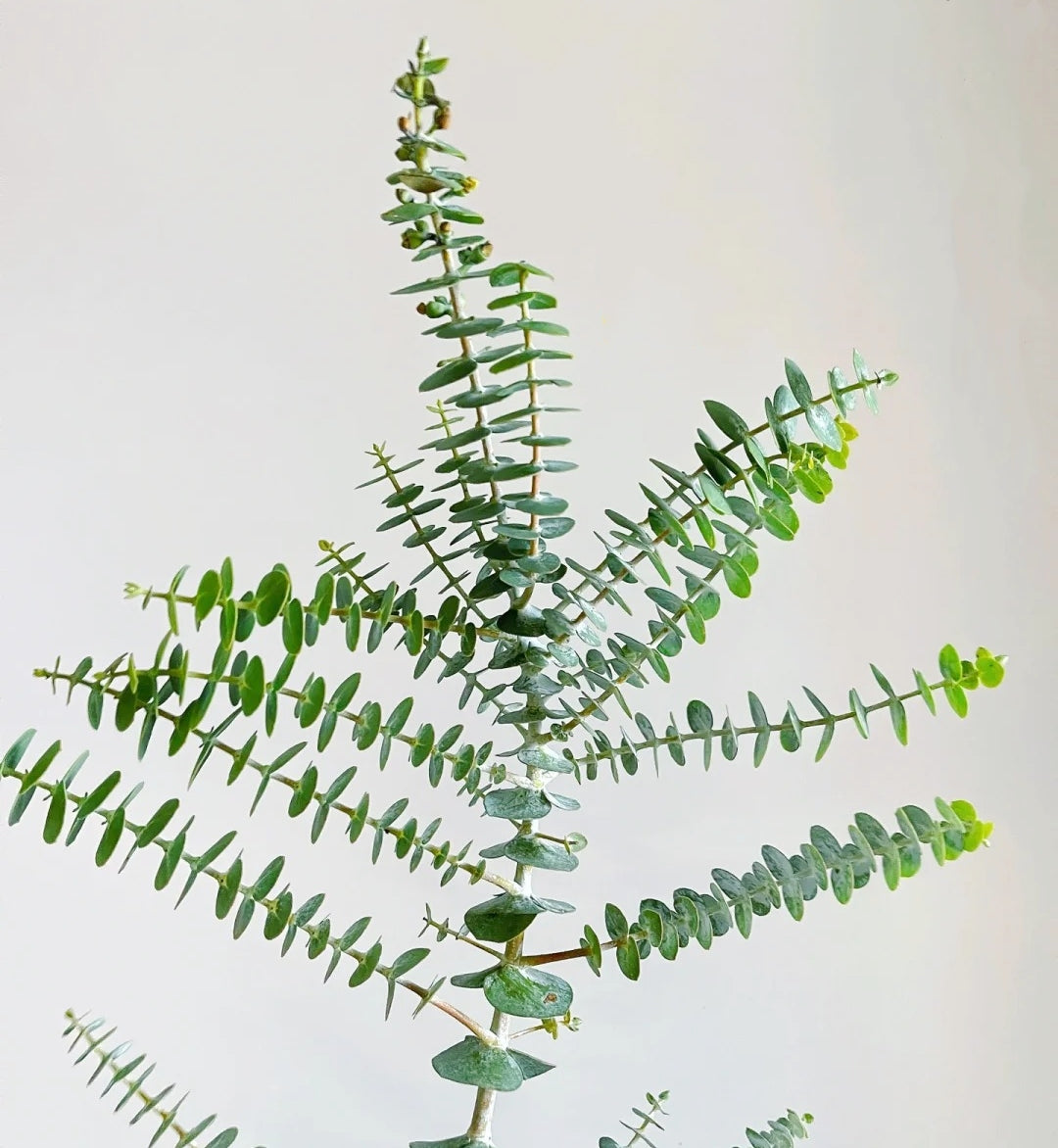 尤加利叶~Eucalyptus
