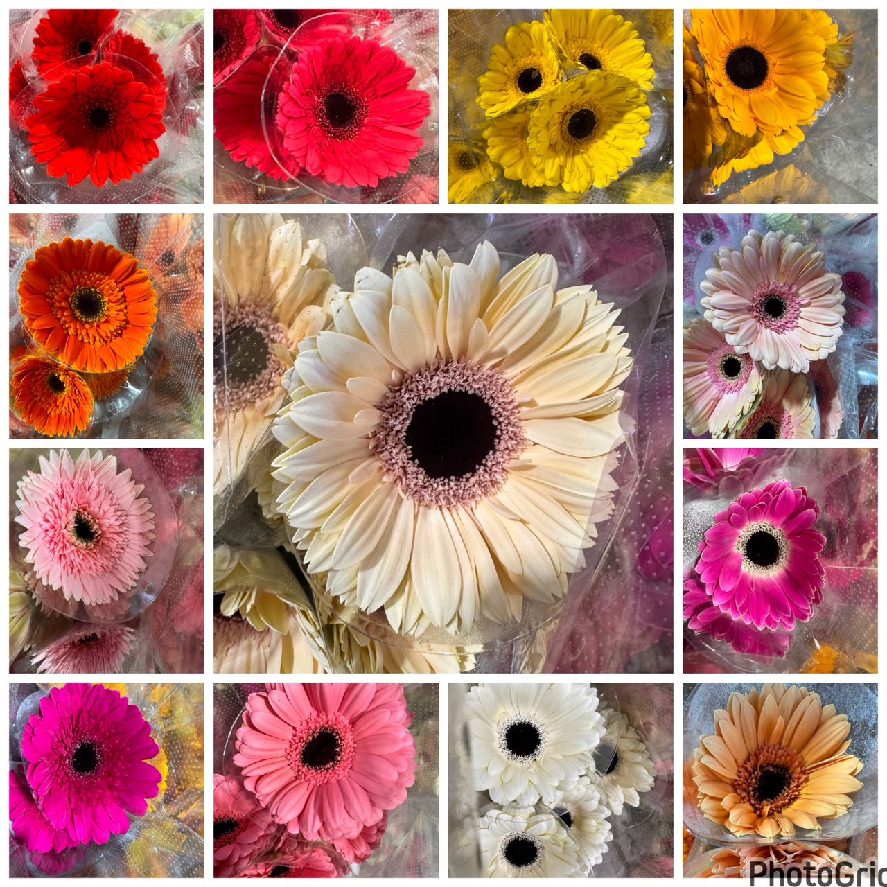 非洲菊~Gerbera
