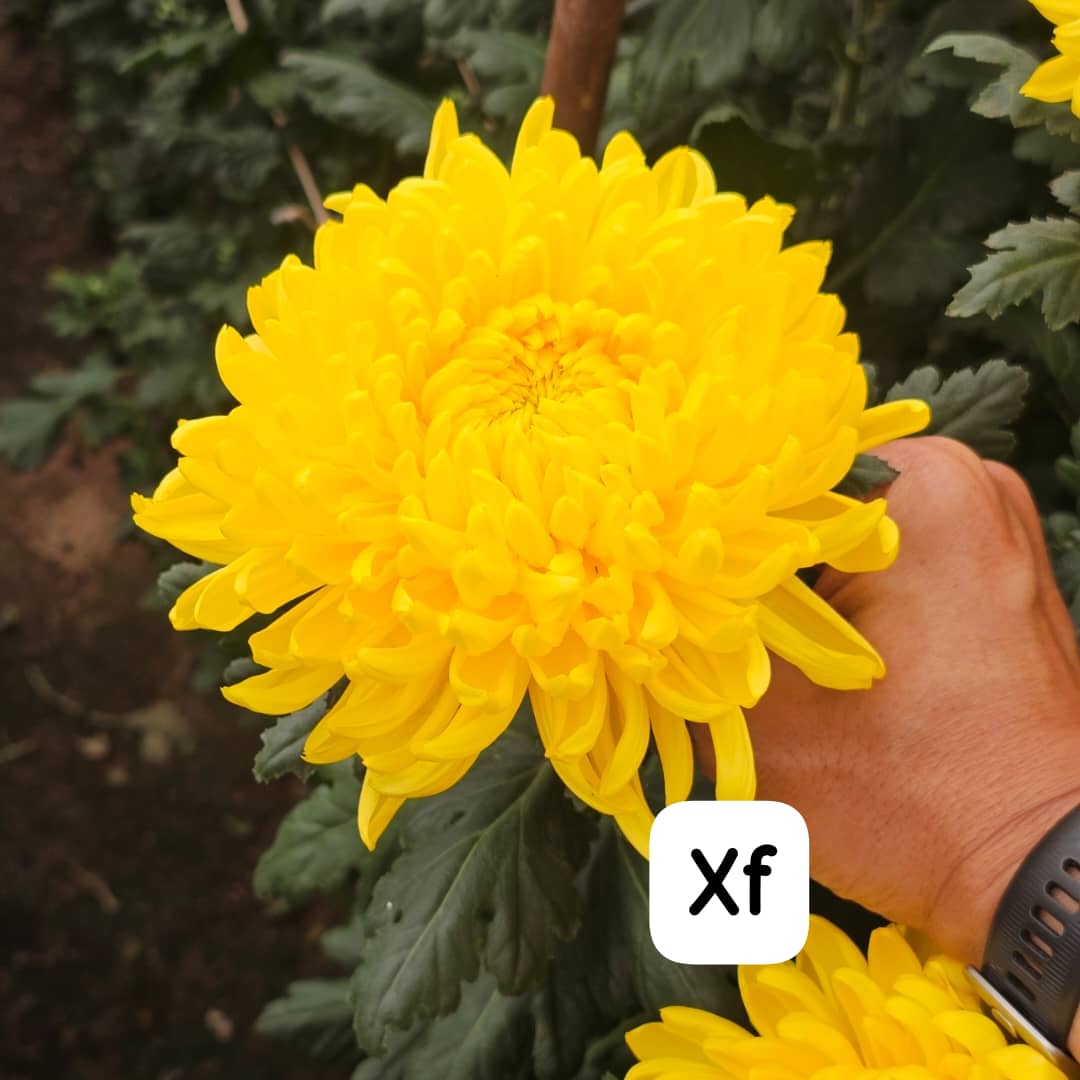 正阳菊~Taiwan Mum