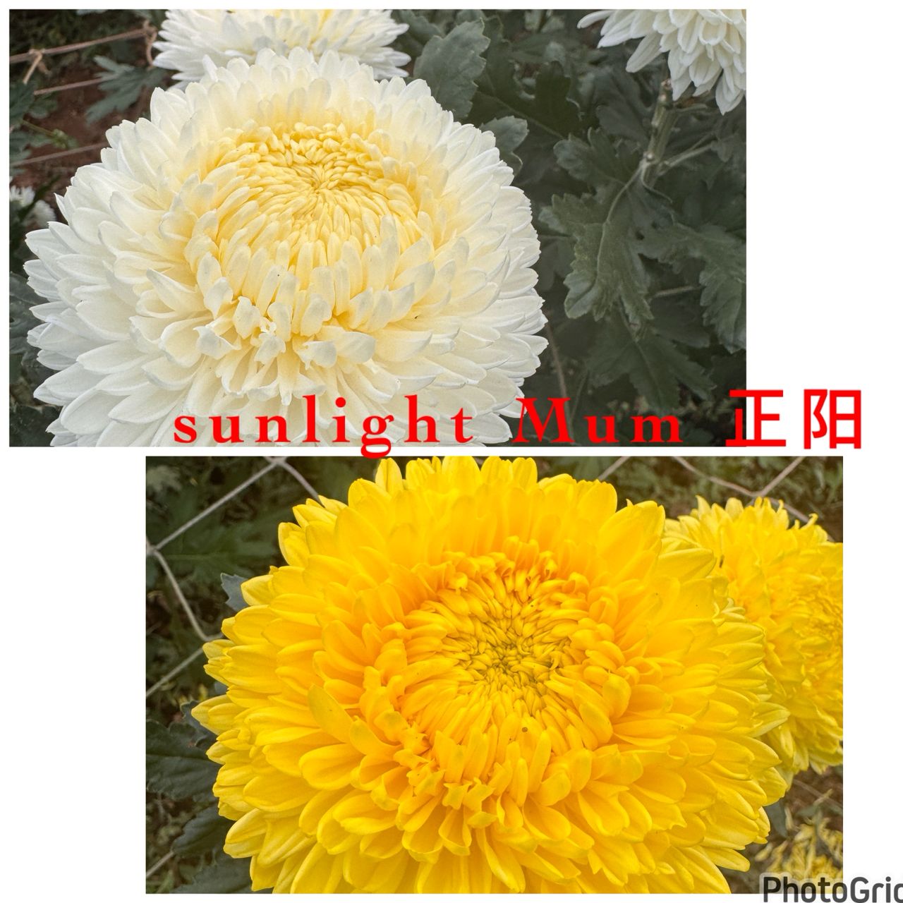 正阳菊~Taiwan Mum