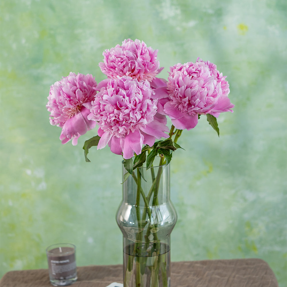牡丹花 粉色~Peony Pink
