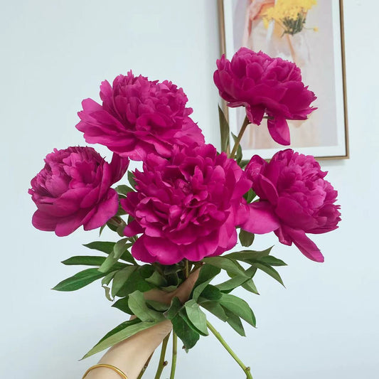 牡丹花 红色~Peony Red